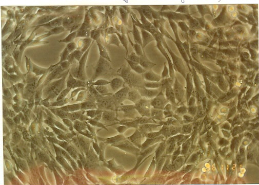 3T6-Swiss albino细胞图片